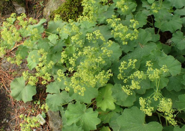 Alchemilla mollis