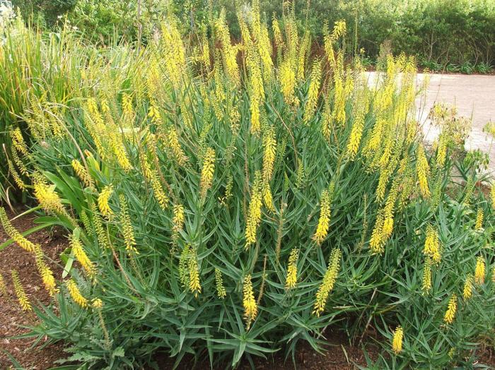 Aloe tenuior