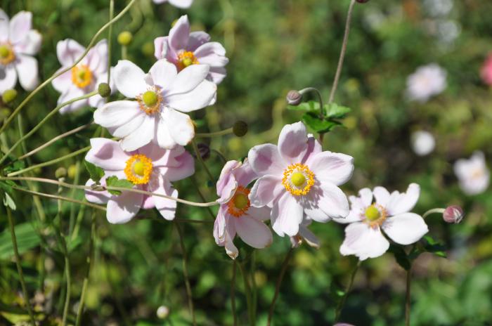 Anemone X hybrida