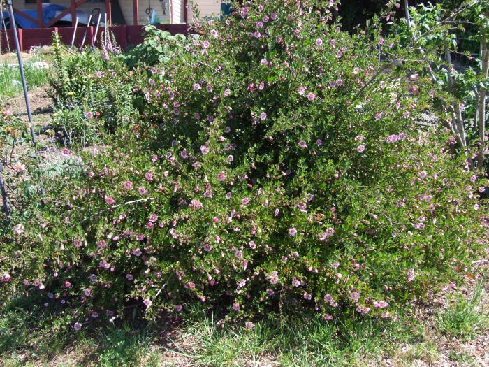 Anisodontea X hypomandarum