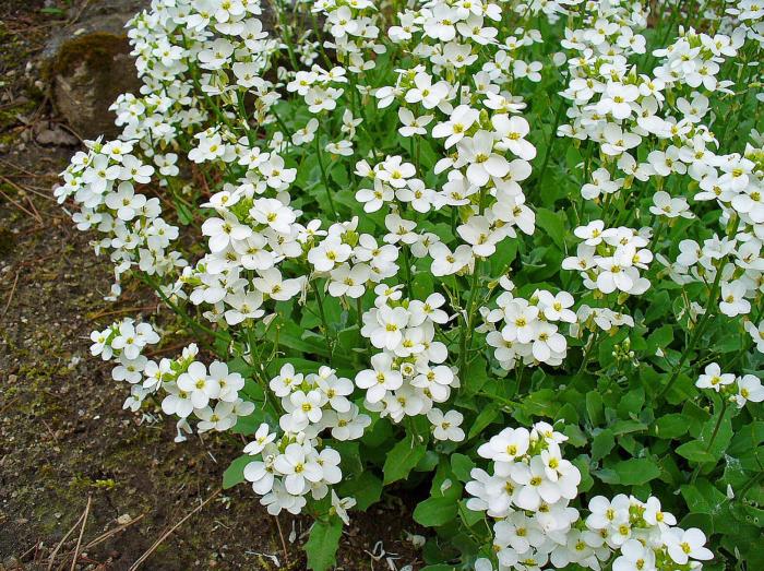 Arabis caucasica