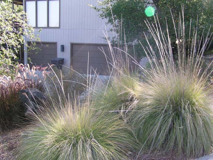 Muhlenbergia rigens