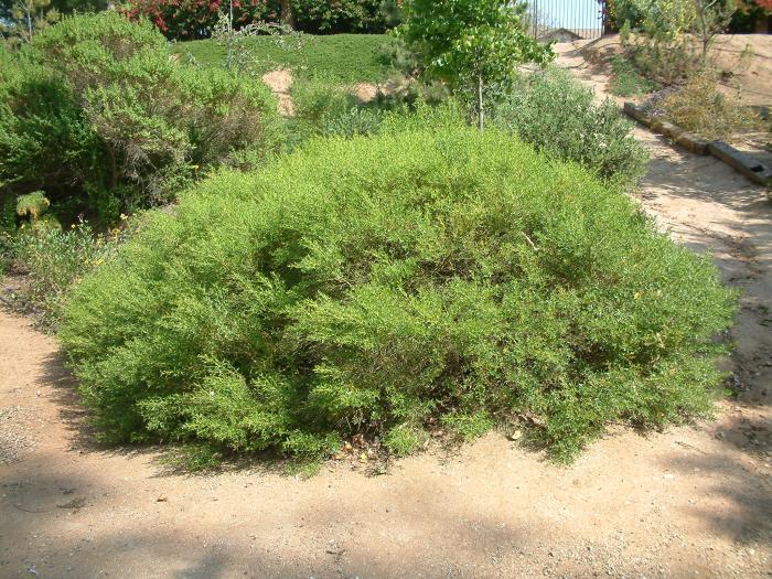 Dwarf Coyote Bush