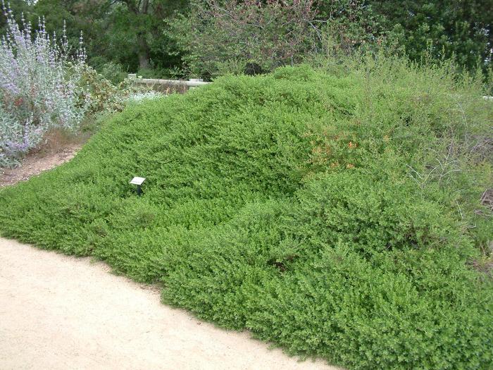 Prostrate Coyote Bush