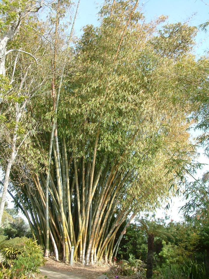 Giant Timber Bamboo