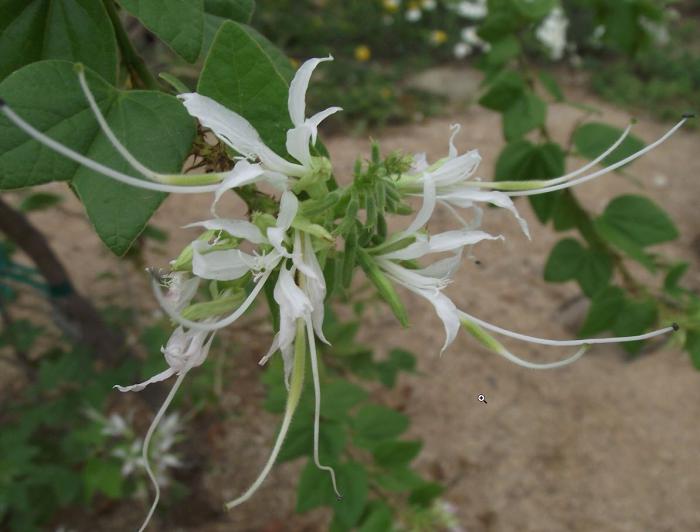 Mexican Orchid Tree