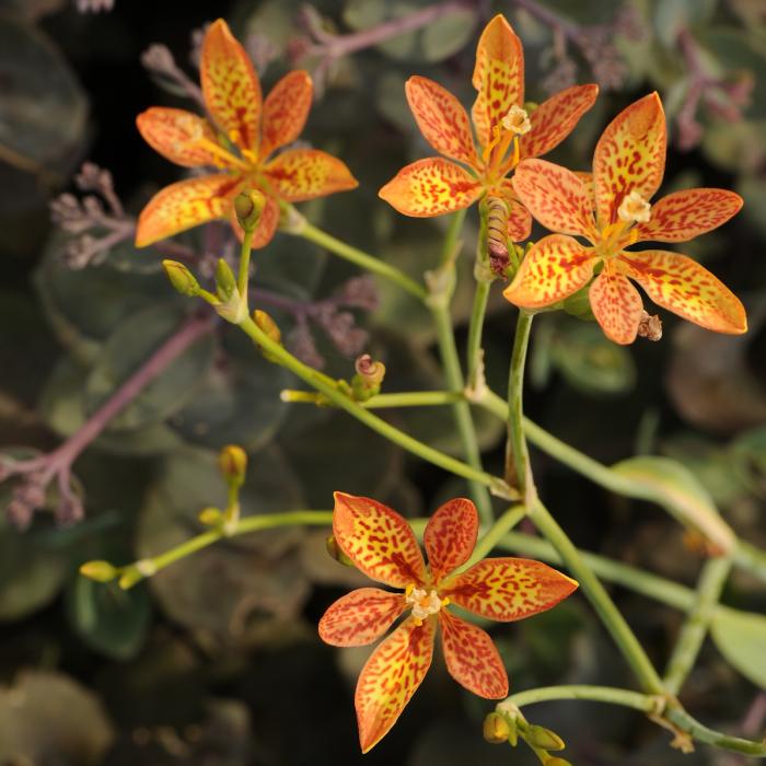 Blackberry Lily