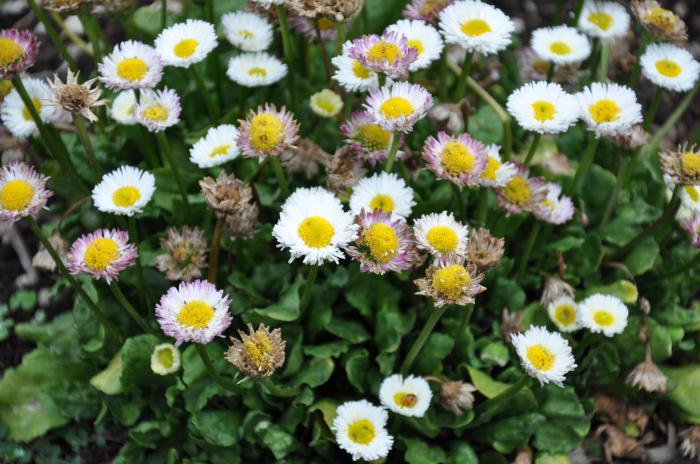 English Daisy