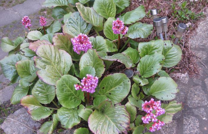 Heartleaf Bergenia