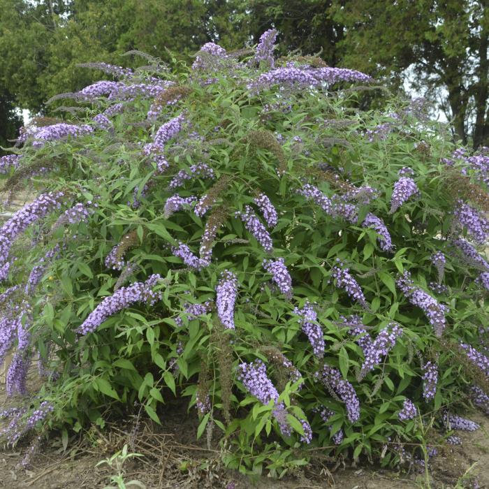 Buddleia 'Lavender Cascade'