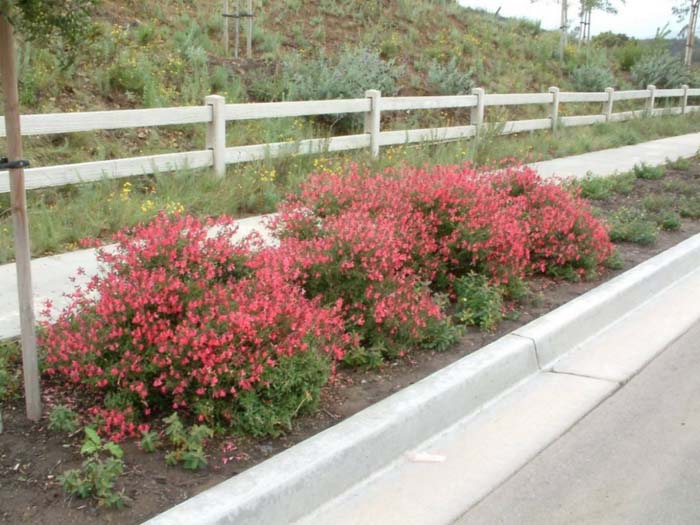 Salvia greggii 'Red Star'