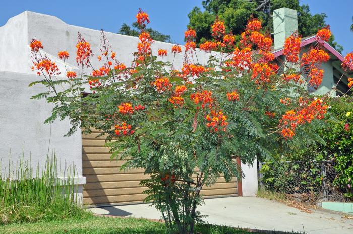 Caesalpinia pulcherrima