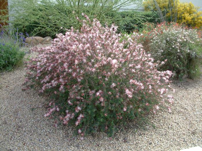 Calliandra eriophylla