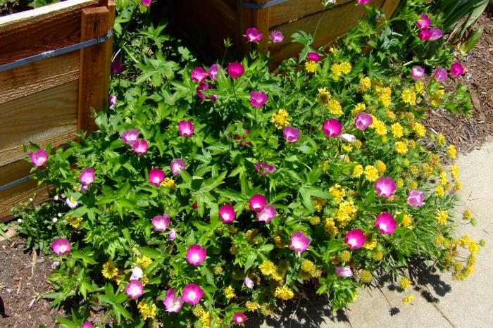 Poppy Mallow, Wine Cups