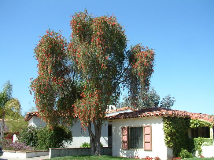 Weeping Bottlebrush