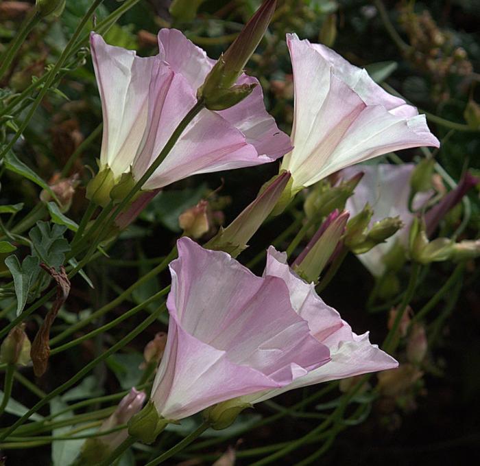 Anacapa Island Pink Morning Glory