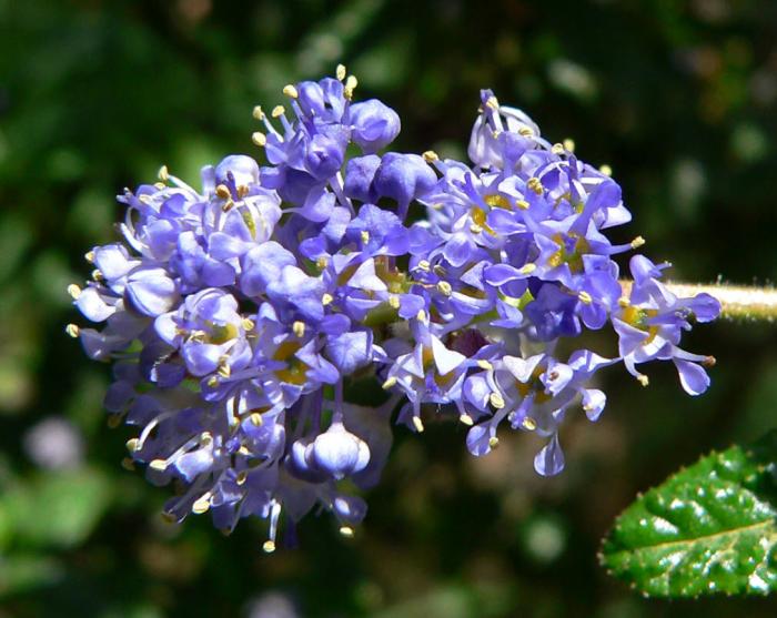 Ceanothus 'Wheeler Canyon'