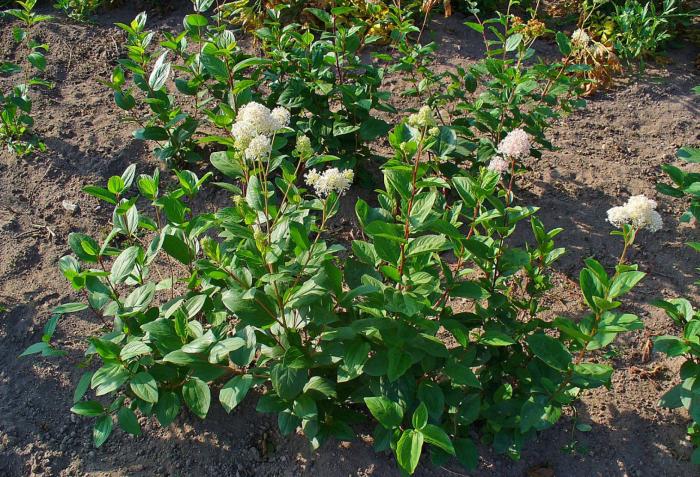 Ceanothus americanus