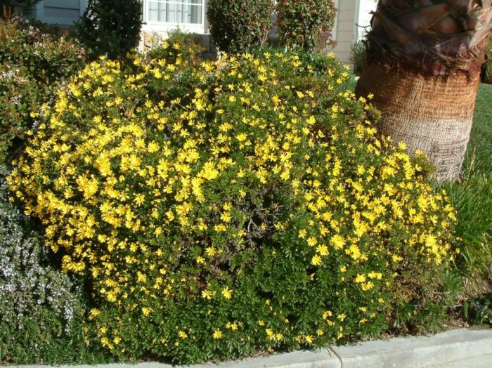 Chrysanthemum frutescens 'Yellow Assorte
