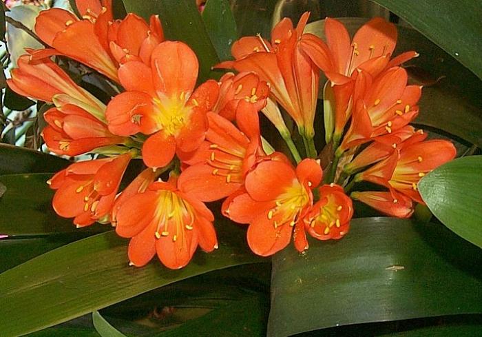 Clivia miniata