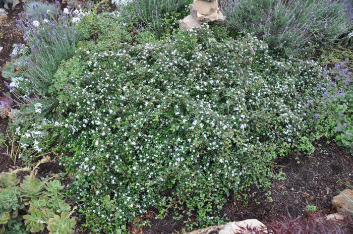 Plant photo of: Cotoneaster microphyllus