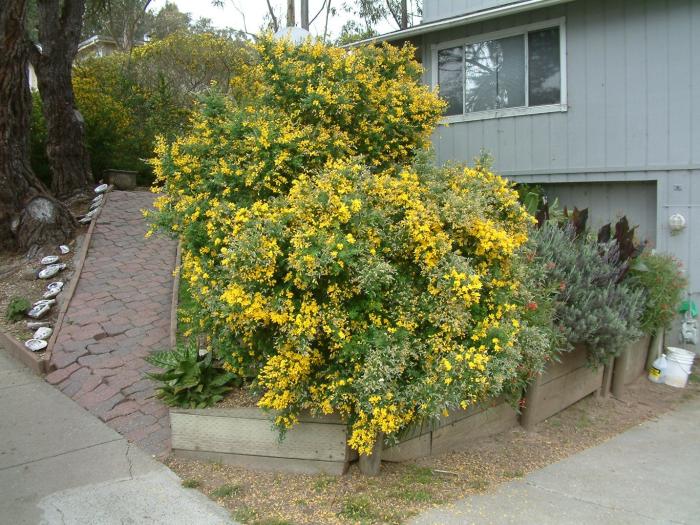 Cytisus X praecox 'Allgold'