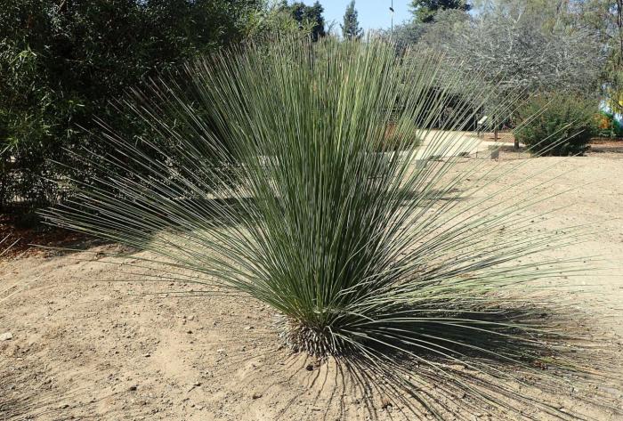 Mexican Grass Tree