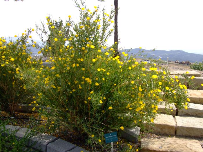 Bush Poppy