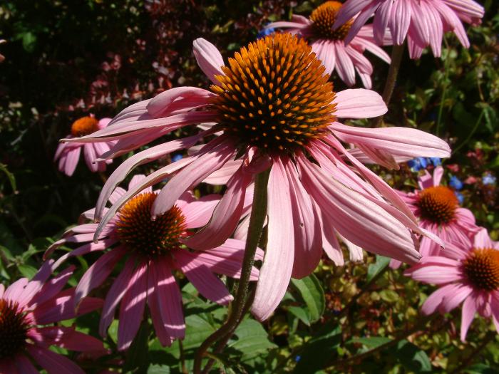 Purple Coneflower