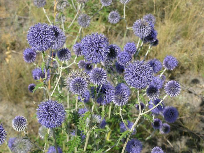 Globe Thistle