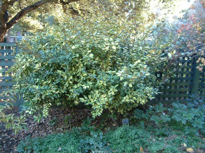 Silverberry; Maculata Thorny Elaeag