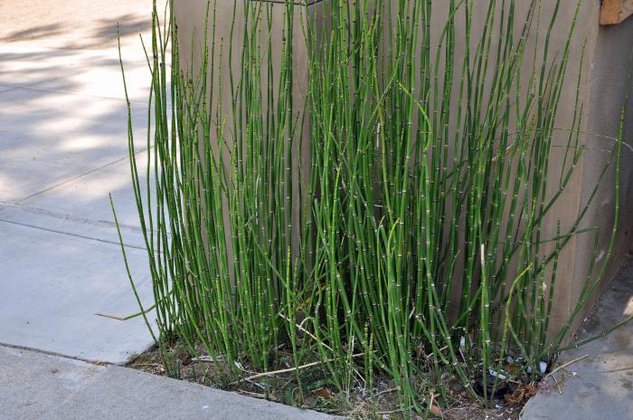 Horsetail