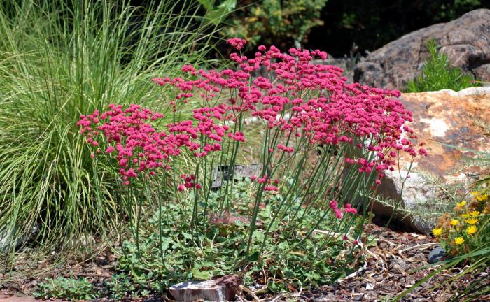 Eriogonum grande v. rubescens