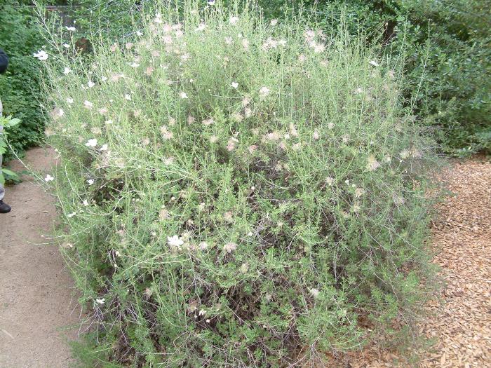 Apache Plume