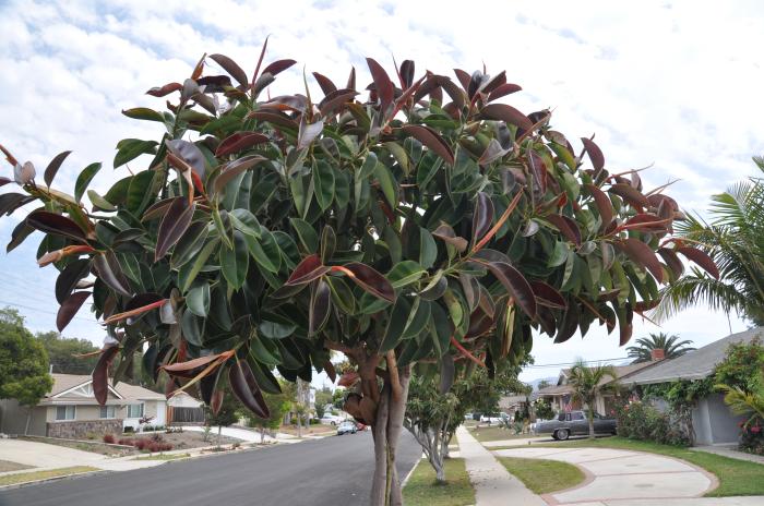 Rubber Plant, Rubber Tree