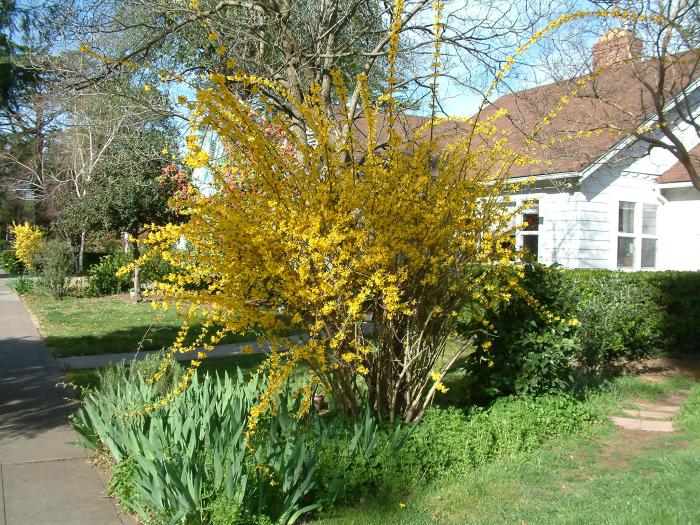 Border Forsythia