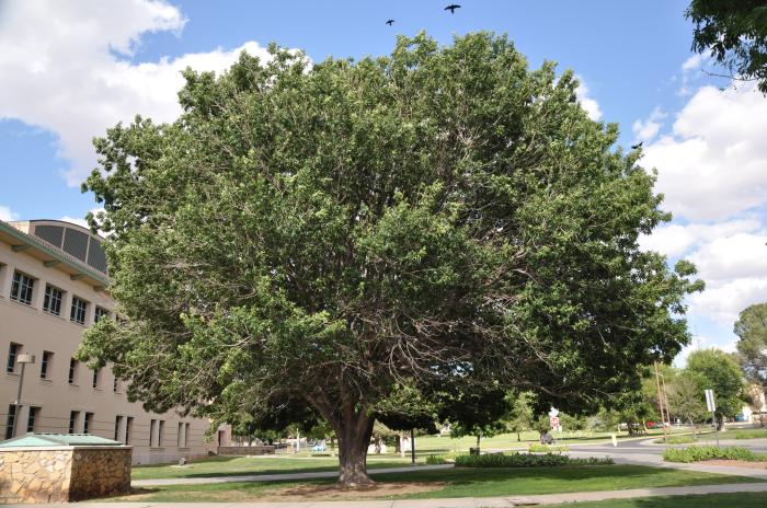 Arizona or Velvet  Ash