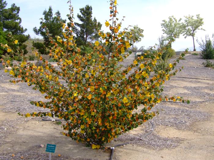 Fremontodendron 'Pacific Sunset'