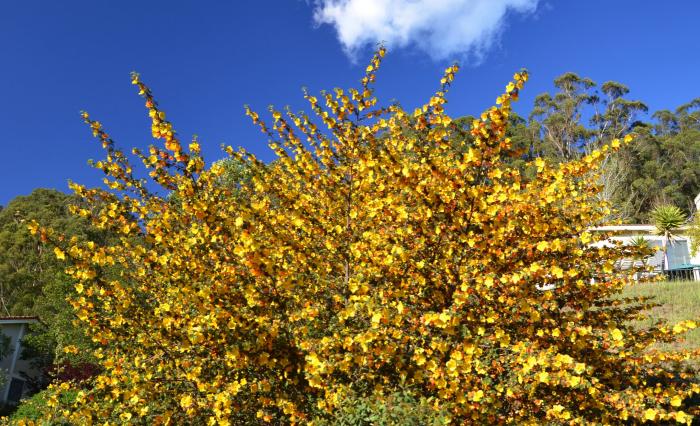 Fremontodendron californicum