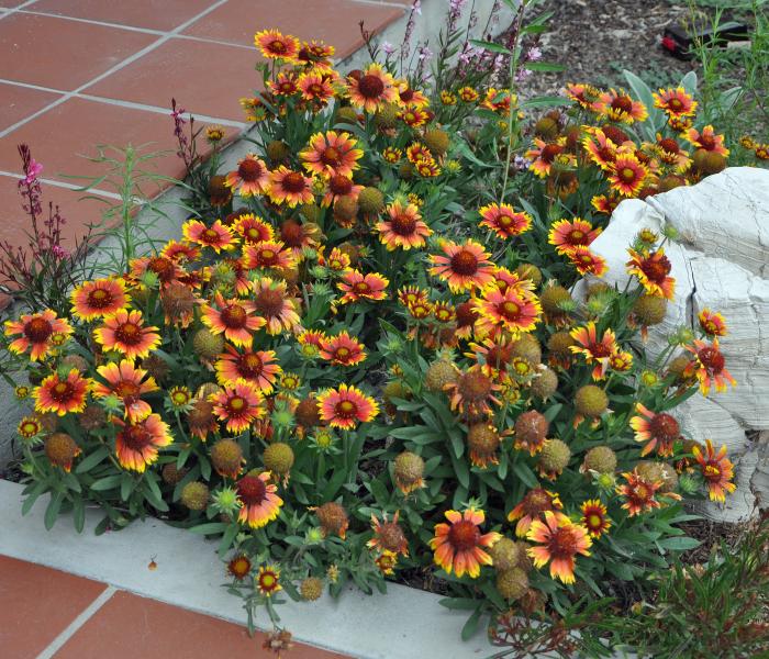 Goblin Blanket Flower