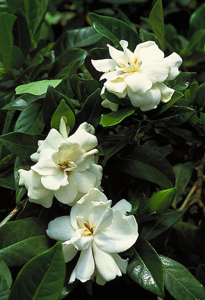 Gardenia augusta 'Veitchii'
