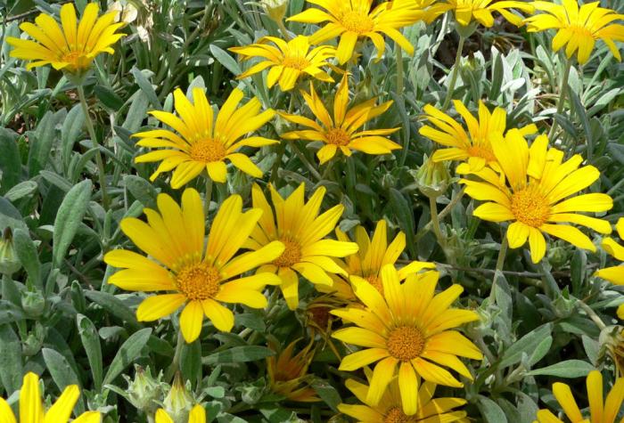 Plant photo of: Gazania rigens Sun Gold