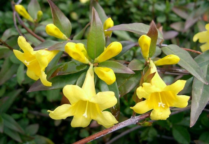 Carolina Jessamine