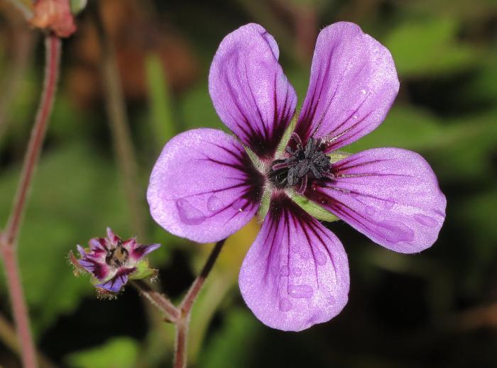 Geranium 'Ann Folkard'