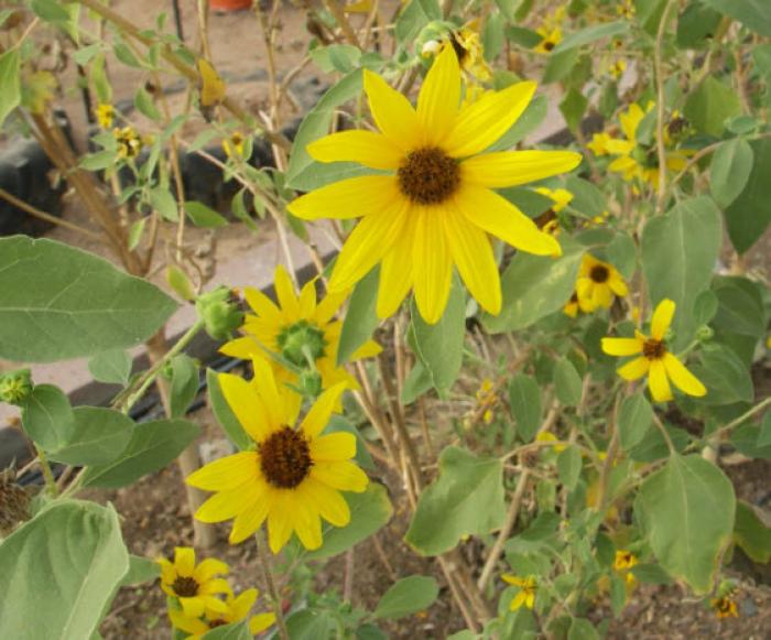 Helianthus maximilianii