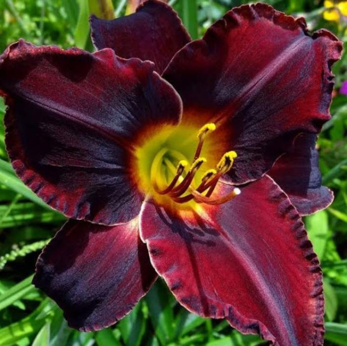 Acapulco Night Daylily