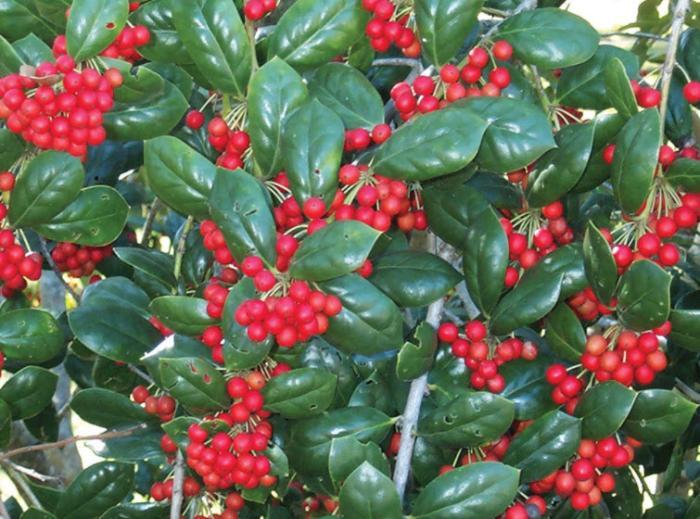 Burford Holly