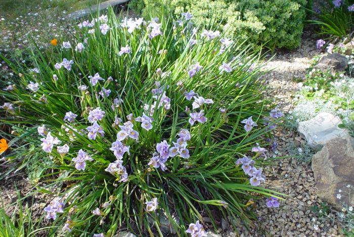 Iris Pacific Coast Hybrids