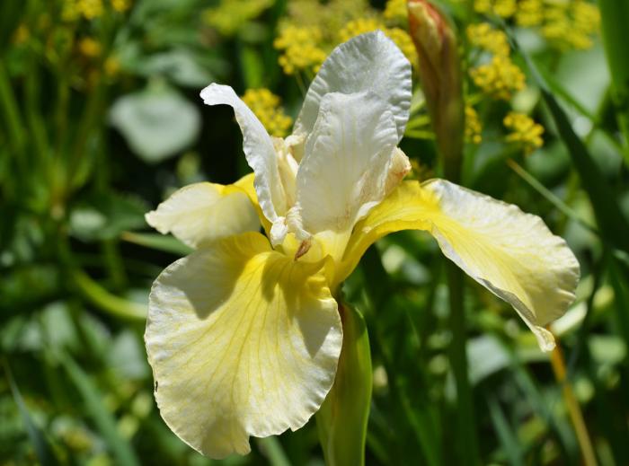 Butter and Sugar Iris