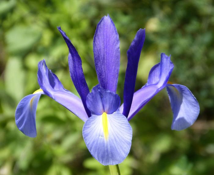 Spanish Iris